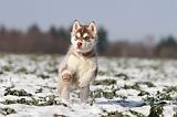 SIBERIAN HUSKY 245